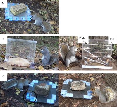 Cognitive Performance of Wild Eastern Gray Squirrels (Sciurus carolinensis) in Rural and Urban, Native, and Non-native Environments